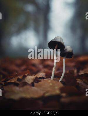 Stand funghi nel fogliame autunno, Rhododendron Park, Brema, Germania Foto Stock