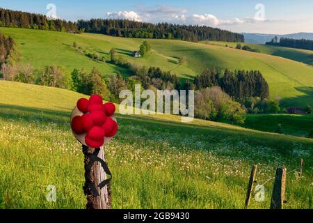 Casa colonica solitaria in paesaggio collinare, Bollenhut, primavera, St.Maergen, Foresta Nera, Baden-Wuerttemberg, composizione, Germania Foto Stock