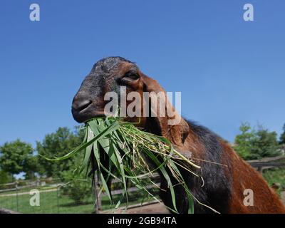 Una capra molto affamata che prende un boccaglio grande Foto Stock