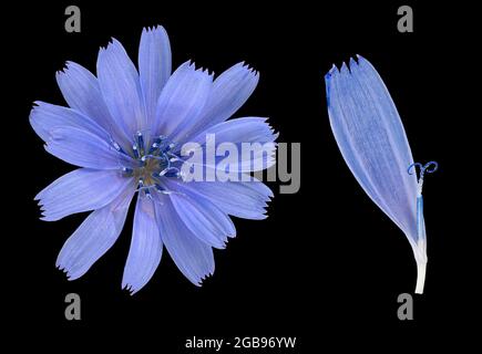 Cicoria comune (Cichorium intybus), dettagli fiore, quadro, Germania Foto Stock