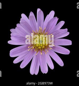 New York aster (Symphyotrichum novi-belgii), pasta frugata, fiore, Nord America, Germania Foto Stock