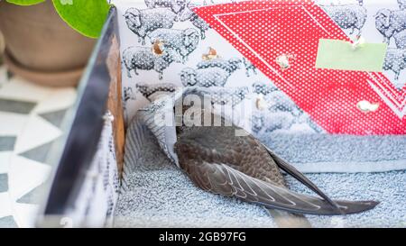 Swift comune (Apus apus) seduto in uno shoebox, uccello giovane, salvataggio della fauna selvatica, Magdeburgo, Sassonia-Anhalt, Germania Foto Stock