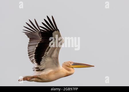 Pellicano dalmata (Pelecanus crispus), volo, Lago Kerkini, Macedonia, Grecia Foto Stock