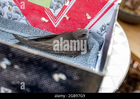 Swift comune (Apus apus) seduto in uno shoebox, uccello giovane, salvataggio della fauna selvatica, Magdeburgo, Sassonia-Anhalt, Germania Foto Stock
