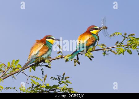 Ape-Eater europeo (Apiaster Merops), alimentazione di accoppiamento, uomo che consegna la libellula a femmina, Sassonia-Anhalt, Germania Foto Stock