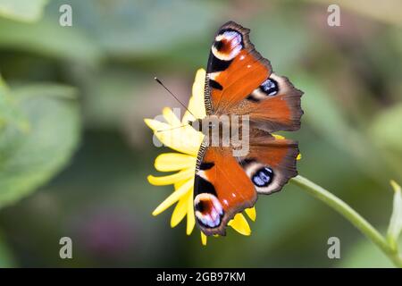 Pavone europeo (Aglais io) su marigold, Assia, Germania Foto Stock