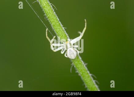 Ragno di granchio d'oro (Misumena vatia), femmina, Vallese, Svizzera Foto Stock