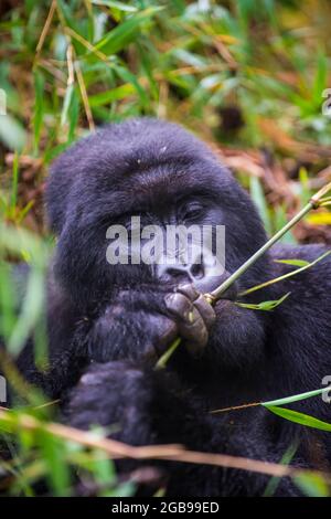 Gorilla di Montagna (Gorilla beringei beringei), il Parco nazionale di Virunga, Ruanda, Africa Foto Stock