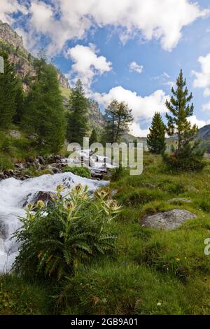Salita al Duesseldorfer Huette passando il tistle alpino (Cirsium spinosissimum) e il torrente di montagna, vicino al villaggio di montagna di Sulden, Solda Foto Stock