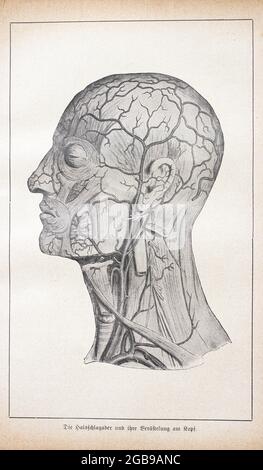 L'arteria carotide e le sue ramificazioni sulla testa, Der praktische Hausarzt, Ein Weg zur Gesundheit, 1901, Breslau Foto Stock