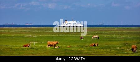 Animali su una fenne con una nave sul Mare del Nord sullo sfondo, Hallig Hooge, Frisia del Nord, Schleswig-Holstein, Germania Foto Stock