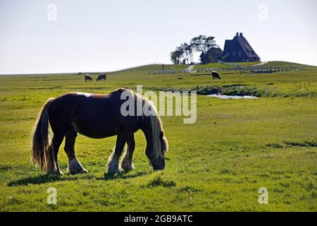 Un cavallo su una fenne con il Kirchwarft sullo sfondo, Hallig Hooge, Frisia del Nord, Schleswig-Holstein, Germania Foto Stock