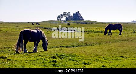 Cavalli su una fenne con il Kirchwarft sullo sfondo, Hallig Hooge, Frisia del Nord, Schleswig-Holstein, Germania Foto Stock