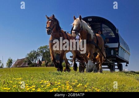 Carrozza trainata da cavalli con il cortile della chiesa sullo sfondo, Hallig Hooge, Frisia settentrionale, Schleswig-Holstein, Germania Foto Stock