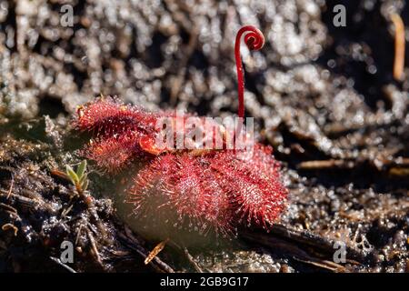Sundew a foglia di cucchiaio che mostra goccioline appiccicose per intrappolare piccoli insetti per il cibo Foto Stock