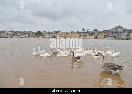 Pushkar, India. 02 agosto 2021. Il lago Pushkar è uno dei luoghi di pellegrinaggio più importanti, nonché il sito della fiera Pushkar famosa in tutto il mondo. Circondato da numerosi templi e ghat (punti di balneazione), il lago attira migliaia di devoti ogni anno alla sua soglia, per ottenere una distinzione spirituale e raggiungere la salvezza facendo un tuffo nelle sue acque sacre. (Foto di Shaukat Ahmed/Pacific Press) Credit: Pacific Press Media Production Corp./Alamy Live News Foto Stock