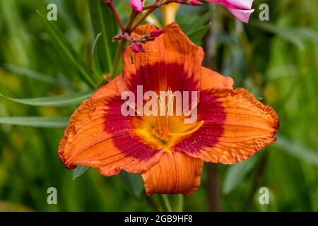 'Ballyhoo' Daylily, Daglilja (Hemerocallis) Foto Stock