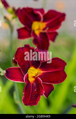 'Chicago Blackout' Daylily, Daglilja (Hemerocallis) Foto Stock