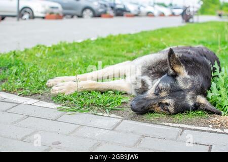 gli occhi tristi e ponderati di un vecchio cane randagio adulto che si trova sul prato della strada, sull'erba vicino al marciapiede pedonale e parcheggio auto Foto Stock