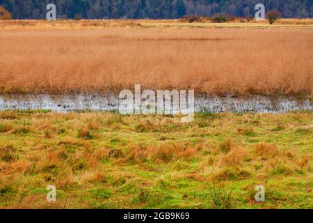 Una foto di una zona umida del Pacifico nord-occidentale Foto Stock