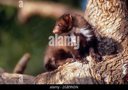 Giovani Martes foina su un ramo. Questa specie di martora è originaria di gran parte dell'Europa e dell'Asia centrale, anche se ha stabilito un fe Foto Stock