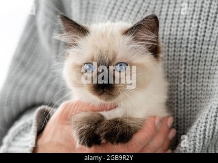 Le mani della donna tengono il gattino adorabile di Ragdoll guardando la macchina fotografica. Carino piccolo gattino con gli occhi blu belli a casa con il proprietario. Primo piano ritratto di Foto Stock