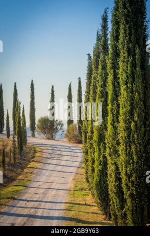 Strada rurale e sentiero in Toscana, Italia fiancheggiata da bellissimi cipressi e soleggiato in una giornata estiva. Nessuna gente Foto Stock