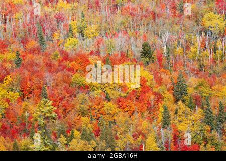 Guardando verso il basso su una foresta di colori autunnali nel Minnesota del Nord, Stati Uniti. Foto Stock