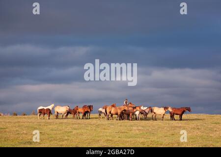 Donna che corre con un allevamento di cavalli quarto all'aperto in pascolo su un ranch di lavoro Foto Stock