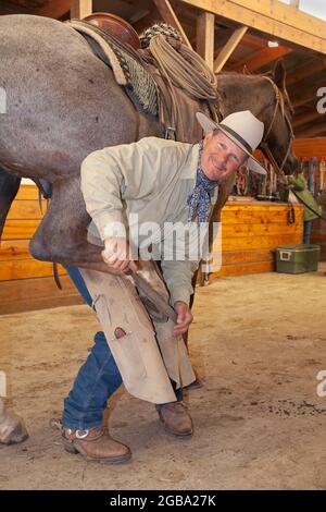 Cowboy in una stalla raspando un ferro di cavallo e un ferro di cavallo durante il processo di calzata scarpe sul suo cavallo in un fienile Foto Stock