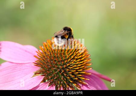 Bumble ape raccoglie polline dal fiore Rudbeckia, macro shot. Natura selvaggia, prato estivo Foto Stock