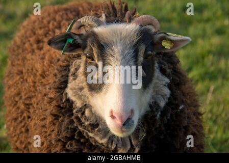 Shetland Yearling agnello in luce di sera con lana marrone, orecchie tag, piccole corna, macchie di occhio nero e un viso bianco in primavera, aprile Foto Stock