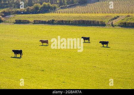 Bestiame in un campo con un vigneto dietro a Meopham Kent Foto Stock