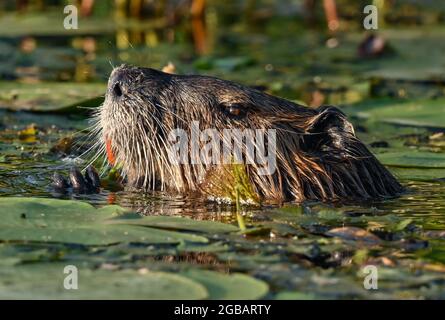 Kersdorf, Germania. 02 agosto 2021. Una nutria (Myocastor coypus) mangia piante tra le ciotole al sole serale sul lago Kersdorf. La nutria è una specie di roditori originaria del Sud America e naturalizzata in Europa centrale, è anche chiamata castoro palude. Il Lago Kersdorf è una riserva naturale situata nel distretto di Oder-Spree. In estate il lago è completamente coperto di ninfee e gigli di laghetto gialli. Qui si possono osservare uccelli rari come l'aquila dalla coda bianca, il falco pescatore, l'aquilone rosso e nero, nonché il Martin pescatore. Credit: Patrick Pleul/dpa-Zentralbild/ZB/dpa/Alamy Live News Foto Stock