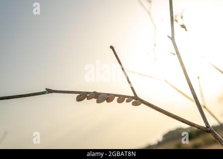 Fila di piccole lumache aggrappate ad un ramo asciutto in una calda serata estiva. Immagine di sfondo estate Foto Stock