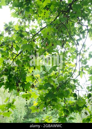 Primo piano di un albero aereo londinese che mostra foglie e semi Foto Stock