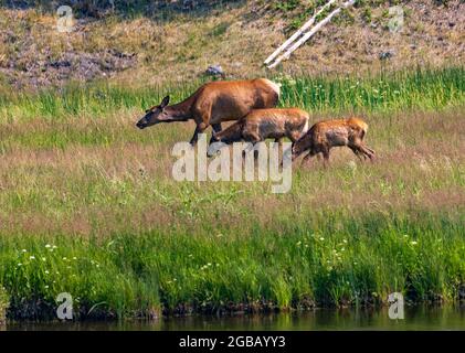 Una madre mucca Elk (Cervus canadensis) cammina lungo il fiume Madison con i suoi due vitelli nel Parco Nazionale di Yellowstone, Wyoming, Stati Uniti. Foto Stock
