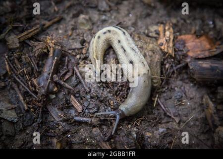 Parco Nazionale Thayatal - Schwarzer Schnegel, Ash-Black Slug (Limax cinereoniger) Foto Stock