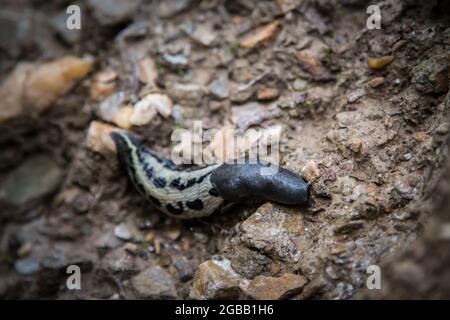 Parco Nazionale Thayatal - Schwarzer Schnegel, Ash-Black Slug (Limax cinereoniger) Foto Stock