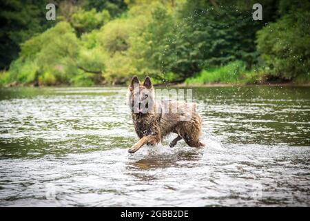 Cane pastore tedesco nel fiume Thaya, Waldviertel, Austria Foto Stock