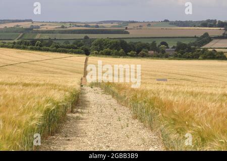 Sentiero attraverso un campo di orzo maturo a sud-est di Brinkhill, Lincolnshire, Regno Unito Foto Stock