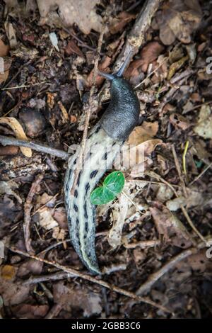 Parco Nazionale Thayatal - Schwarzer Schnegel, Ash-Black Slug (Limax cinereoniger) Foto Stock