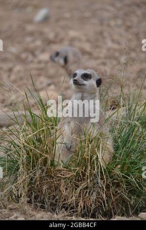 Meerkat seduto in un tufo di erba guardando verso l'alto - Suricata Suricatta - muso sottolineato - carnivoro - tenuto in cattività - Yorkshire - UK Foto Stock