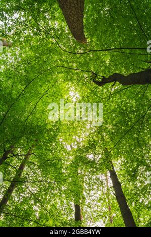Le corone di alberi verdi viste dal basso Foto Stock