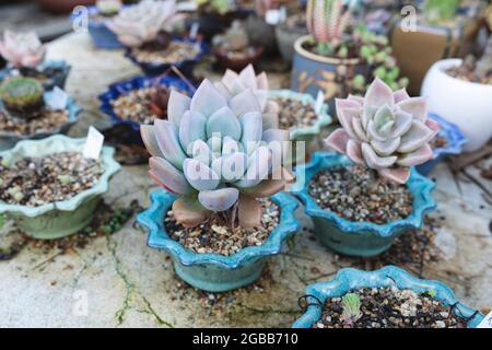 Varie succulente e piante in pentole al centro del giardino Foto Stock