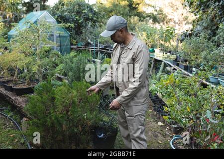 afroamericano giardiniere maschile prendersi cura delle piante al centro giardino Foto Stock