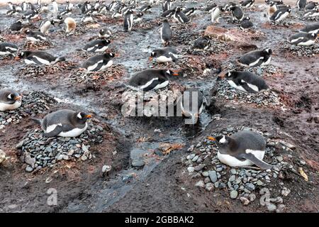 Pinguini gentoo adulti (Pigoscelis papua), sui nidi all'isola di Barrientos, Isole Shetland meridionali, Antartide, regioni polari Foto Stock