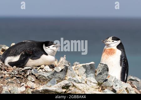 Un paio di pinguini a strumenti (Pigoscelis antarcticus), sull'isola di Robert, sulle isole Shetland meridionali, sull'Antartide, sulle regioni polari Foto Stock