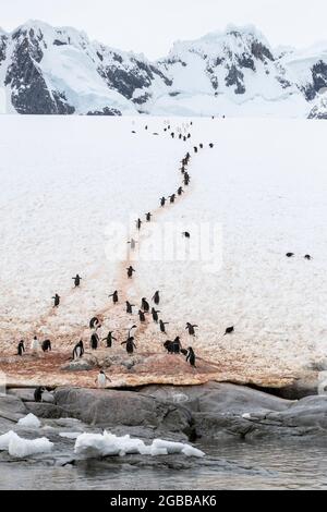 Pinguini gentoo adulti (Pigoschelis papua), camminando sull'autostrada dei pinguini sull'Isola di Booth, Antartide, regioni polari Foto Stock