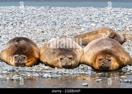 Foche di elefante maschile (Mirounga leonina), trasportate sulla spiaggia di Robert Island, Antartide, Polar regioni Foto Stock